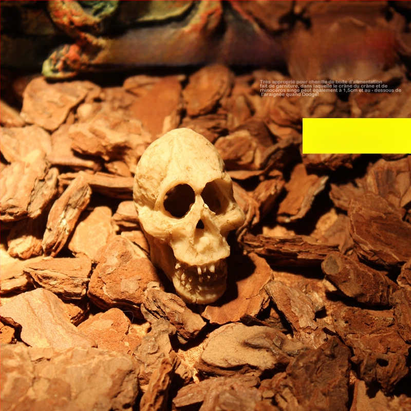 Mini kolju kitse kolju muumia simulatsioon väikese kolju roomikämbliku söötmiskasti maastikukaunistus