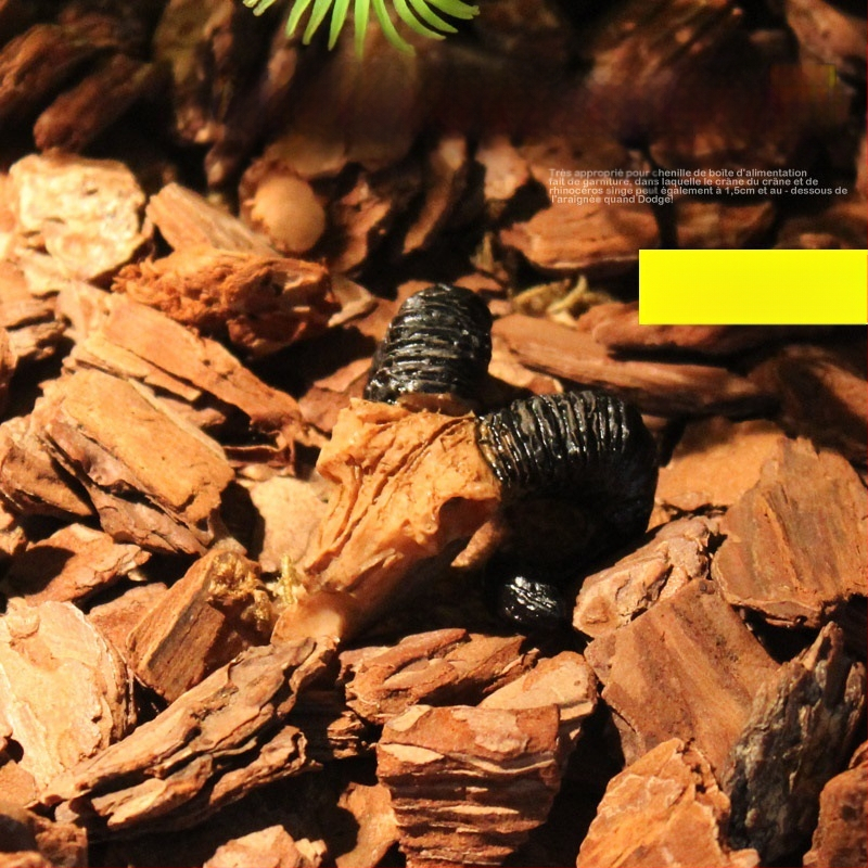 Mini kolju kitse kolju muumia simulatsioon väikese kolju roomikämbliku söötmiskasti maastikukaunistus