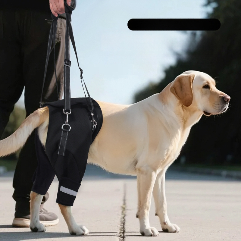 Piiriülene koera tagajala abivöö eakatele koertele, puuetega koerte rehabilitatsioon, tagajala tõsteköe hulgimüük