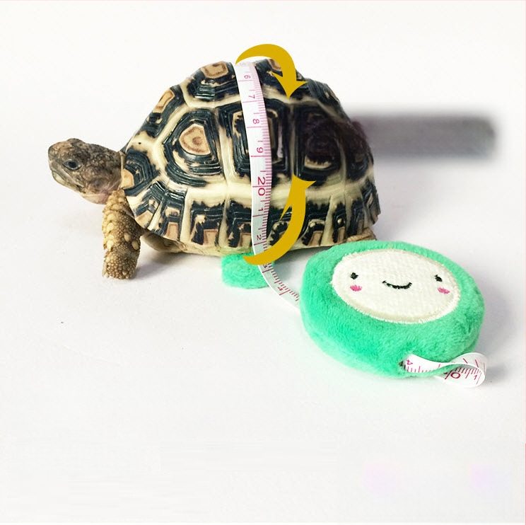 [Väike hulgimüük] väikese lemmiklooma kilpkonna veojõuköis välja veojõuvöö treeningköis