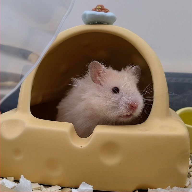 Hamsteripesa 2025. aasta suvine uus mudel Kuldse Karu jahutusmaja Jahutav keraamiline jäätunne Lihtne puhastada Ümarad nurgad Lemmikloomadele pole muhke