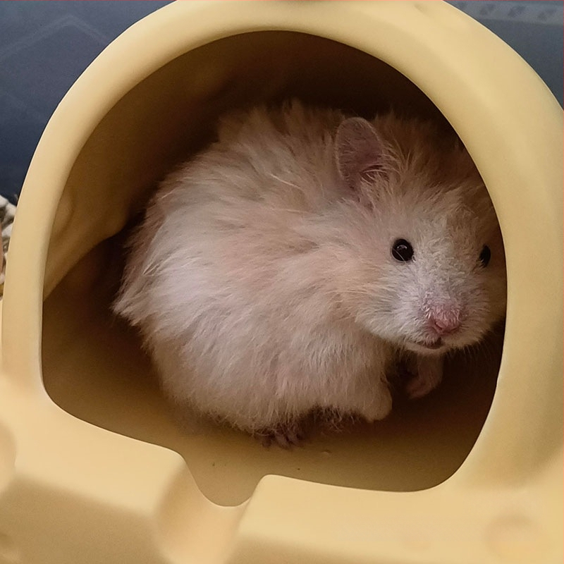 Hamsteripesa 2025. aasta suvine uus mudel Kuldse Karu jahutusmaja Jahutav keraamiline jäätunne Lihtne puhastada Ümarad nurgad Lemmikloomadele pole muhke