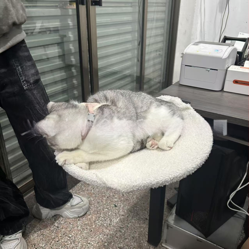 Amazoni sepistatud rauast kilde kassihoidik lemmikloomade kassipesa metallist mobiilne kaasaskantav eemaldatav kassi tugiraami alus