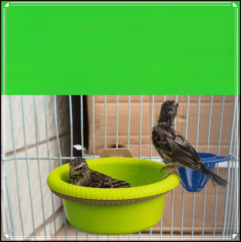 Леген за вана за птици, вана, нефритена птица, хибискус, птица, златисто зелено, сиво, Ян, голям златен конопен материал, божур, папагалче