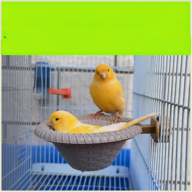 Леген за вана за птици, вана, нефритена птица, хибискус, птица, златисто зелено, сиво, Ян, голям златен конопен материал, божур, папагалче