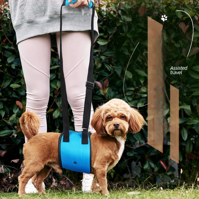 Határokon átnyúló exkluzív kutyáknak szóló vonókötél fogyatékkal élő kutyáknak idős kutyáknak szóló kiegészítő mellkasi emelő heveder kisállat mellkasi heveder nagykereskedelem