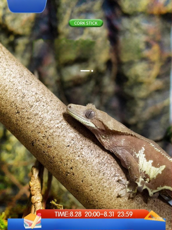 Uus kool, mis mängib lahedat ronimislemmiklooma pehmet puidust keppi R on hiiglaslik Gegaya ripssarv Shougong puukonn tõusev kast ronimismaastik