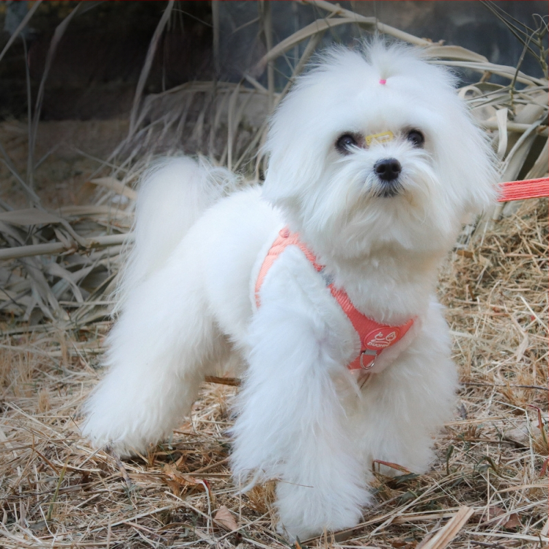 Nova uzica za kućne ljubimce, reflektirajuća, topla i mekana užad za hodanje pasa, sve-u-jednom plišana udobna pseća oprsnica s motivom zeca