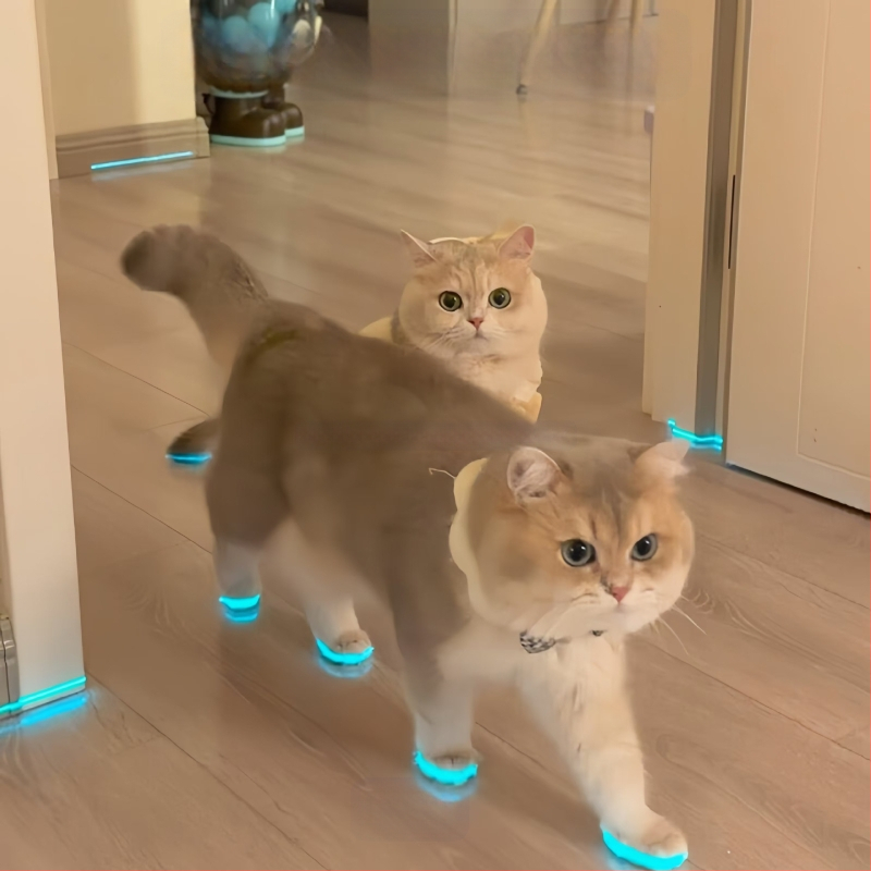 Šviečiantys katės bateliai, naminių gyvūnėlių bateliai, švilpukas, šviečiantys vaikų žaislai, naktinių nuotraukų aksesuarai, katės apranga