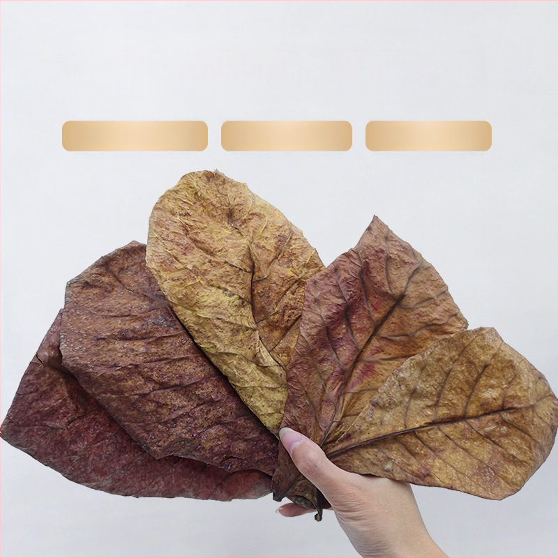 Nevirtų Elemene lapų Dou žuvies tinginių lapų žuvų akvariumo rūgštingumą mažinantis pH reguliatorius akvariumo skystas vėžlių alyvuogių lapų arbatos maišelis