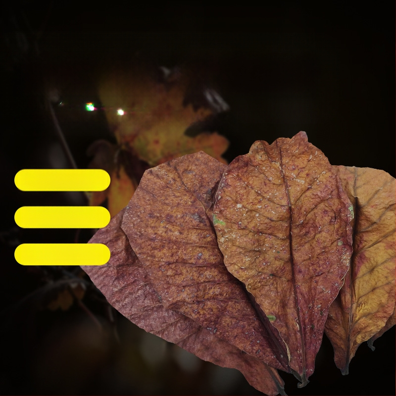 Nevirtų Elemene lapų Dou žuvies tinginių lapų žuvų akvariumo rūgštingumą mažinantis pH reguliatorius akvariumo skystas vėžlių alyvuogių lapų arbatos maišelis