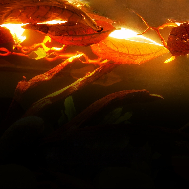 Nevirtų Elemene lapų Dou žuvies tinginių lapų žuvų akvariumo rūgštingumą mažinantis pH reguliatorius akvariumo skystas vėžlių alyvuogių lapų arbatos maišelis