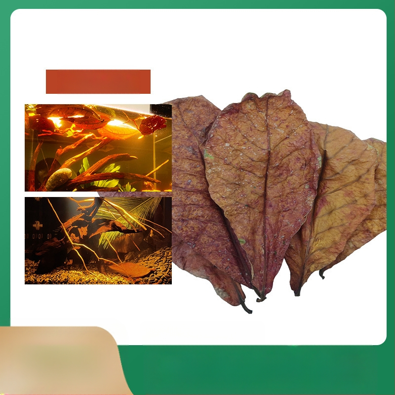 Nevirtų Elemene lapų Dou žuvies tinginių lapų žuvų akvariumo rūgštingumą mažinantis pH reguliatorius akvariumo skystas vėžlių alyvuogių lapų arbatos maišelis