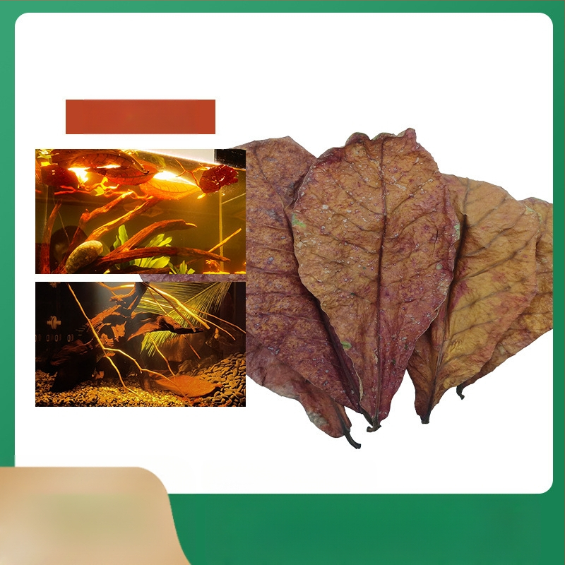 Nevirtų Elemene lapų Dou žuvies tinginių lapų žuvų akvariumo rūgštingumą mažinantis pH reguliatorius akvariumo skystas vėžlių alyvuogių lapų arbatos maišelis