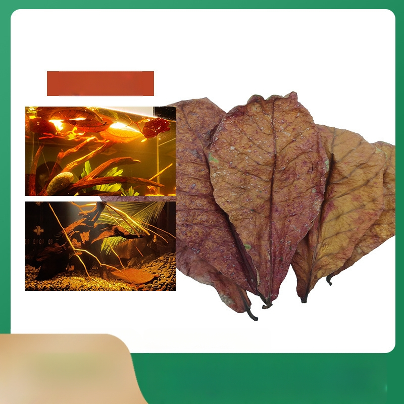 Nevirtų Elemene lapų Dou žuvies tinginių lapų žuvų akvariumo rūgštingumą mažinantis pH reguliatorius akvariumo skystas vėžlių alyvuogių lapų arbatos maišelis