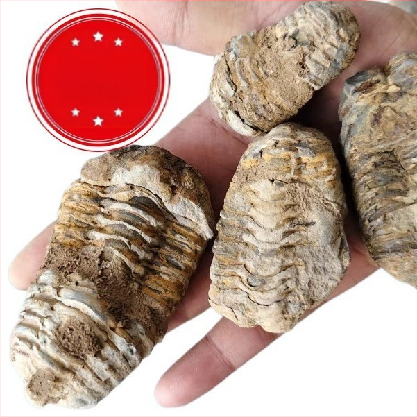 Maroka Dabas Senās Jūras Fosilijas Trilobītu Paraugs Paleontoloģijas Kolekcija Akmens Bērnu Mācību Zinātnes Popularizācija