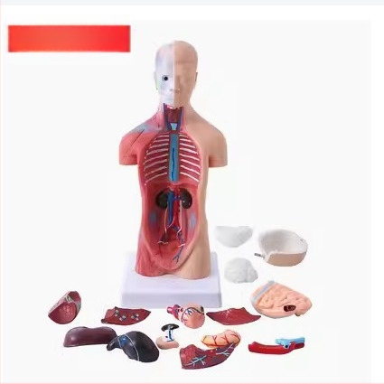 Anatomijas torss ar iekšējiem orgāniem medicīniskajai apmācībai, PVC materiāls