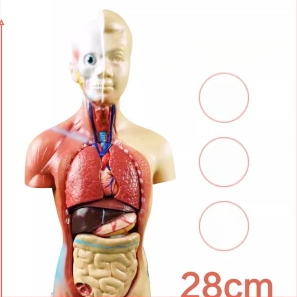 Anatomijas torss ar iekšējiem orgāniem medicīniskajai apmācībai, PVC materiāls