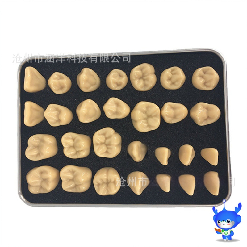 Дентален модел за резба на зъби — марка HDF, домашен производител, баркод 448037, Категория: Други химикали за орална грижа