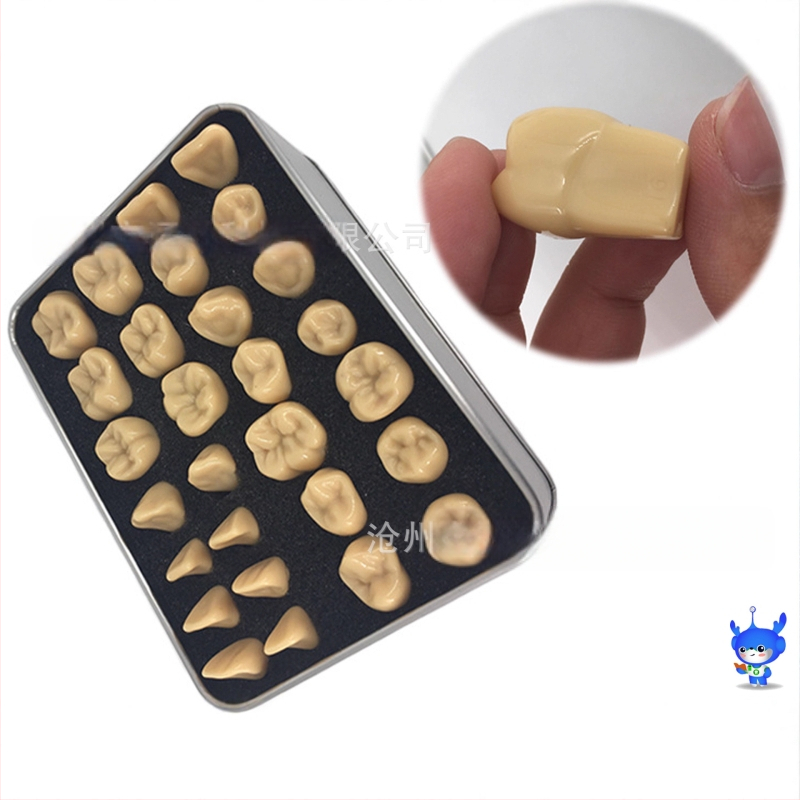 Дентален модел за резба на зъби — марка HDF, домашен производител, баркод 448037, Категория: Други химикали за орална грижа