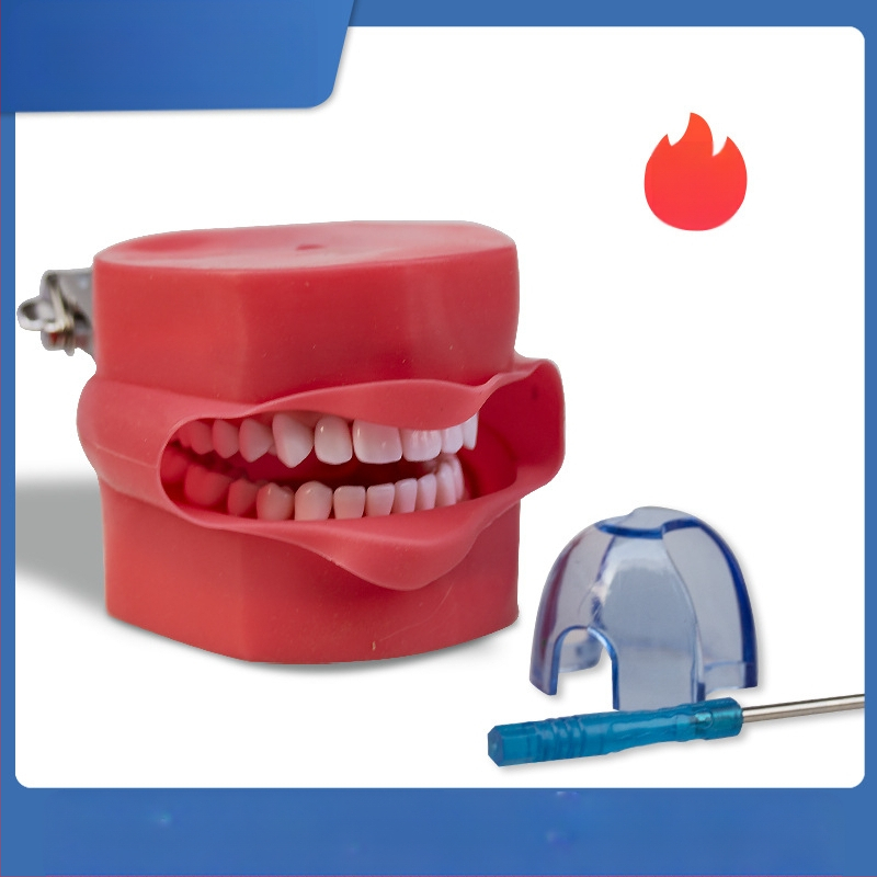 Обучителен модел за подготовка на зъби: пълен ред зъби с подвижни зъби и модел на лице за демонстрации, нето тегло 285 g