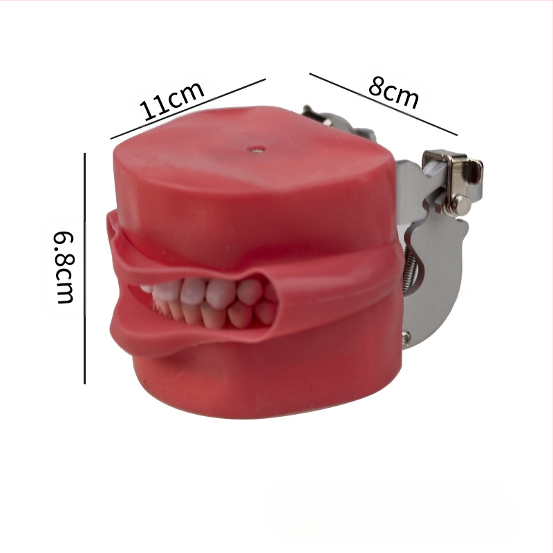 Обучителен модел за подготовка на зъби: пълен ред зъби с подвижни зъби и модел на лице за демонстрации, нето тегло 285 g