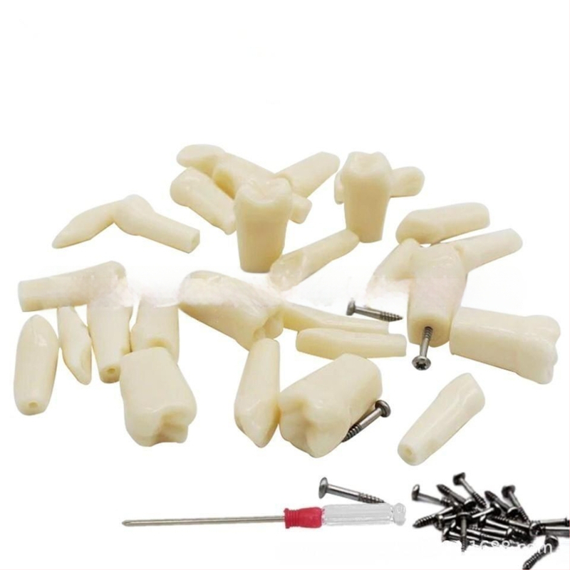 Zubný model na výučbu s 32 zubami, otvorená zubná dreň, vrátane skrutiek, pre dospelých