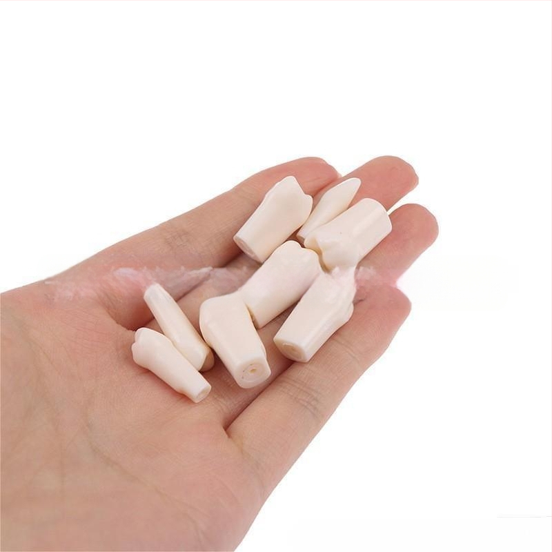 Zubný model na výučbu s 32 zubami, otvorená zubná dreň, vrátane skrutiek, pre dospelých