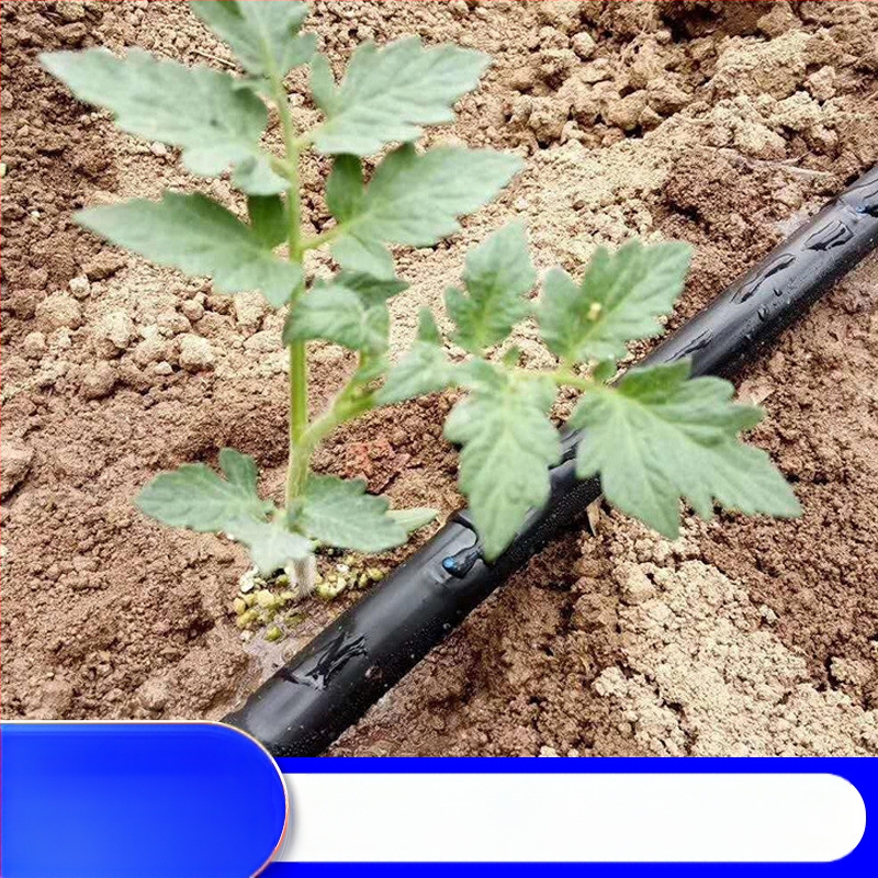 Patch-Type dviejų angų lašelinė drėkinimo juosta šiltnamiams (daržovės, paprikos, braškės) – Golden Autumn