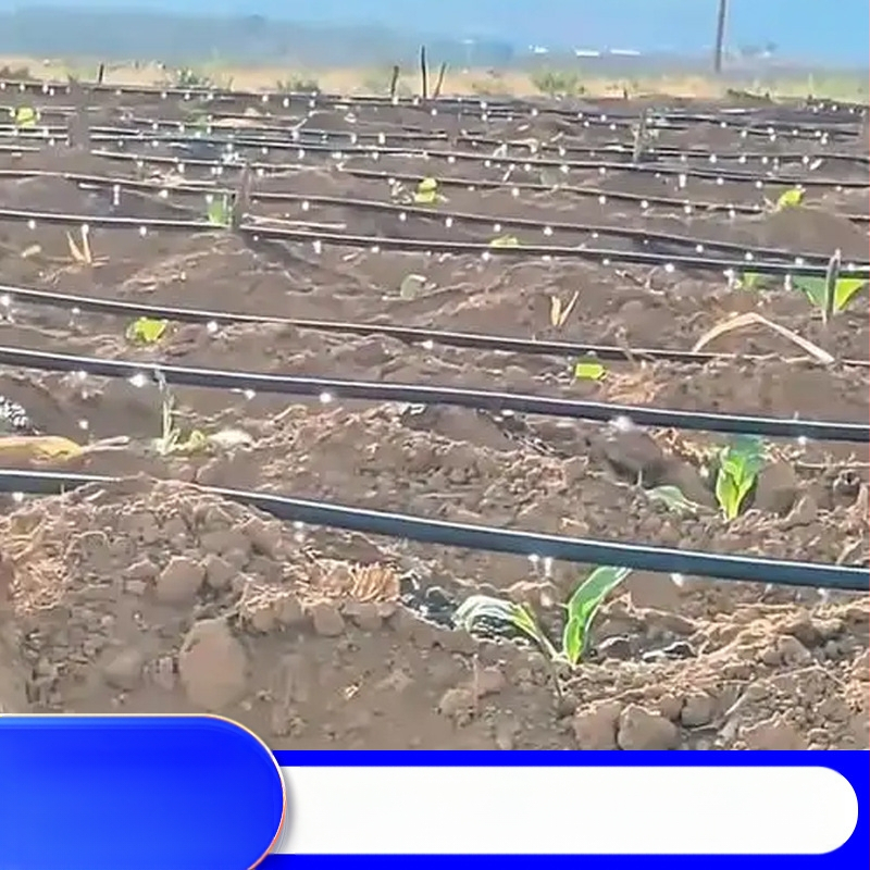 Patch-Type dviejų angų lašelinė drėkinimo juosta šiltnamiams (daržovės, paprikos, braškės) – Golden Autumn