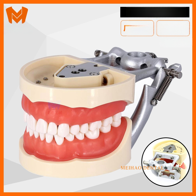 MEHO зъболекарски обучителен модел (модел на зъб) - ABS материал; за тренировка и обучение; кутия: 1 бр.