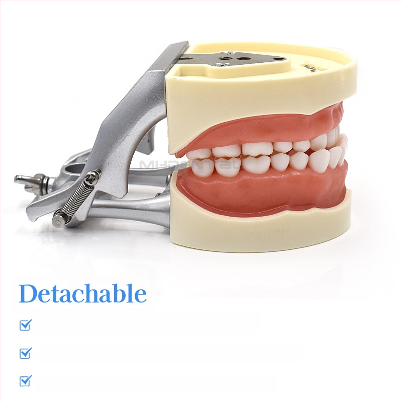 MEHO зъболекарски обучителен модел (модел на зъб) - ABS материал; за тренировка и обучение; кутия: 1 бр.