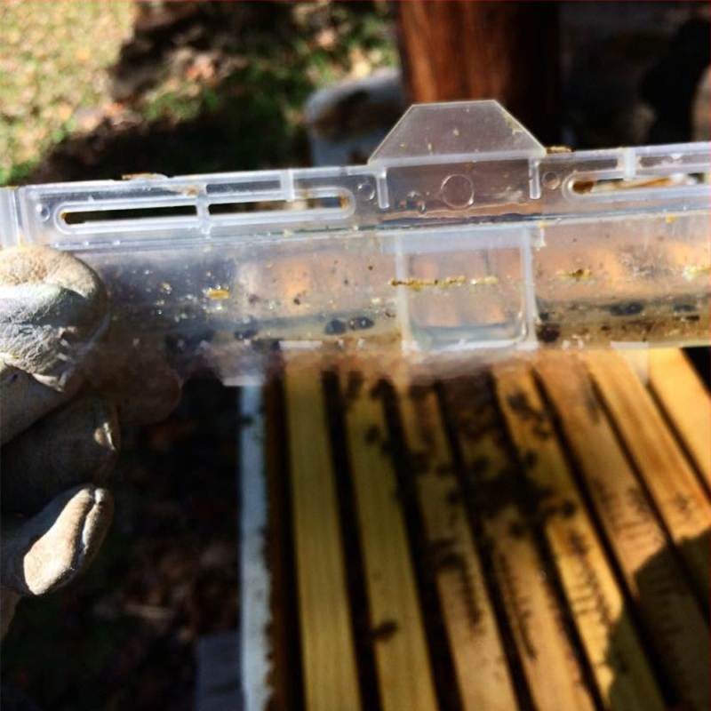 Vabalų gaudyklė aviliams