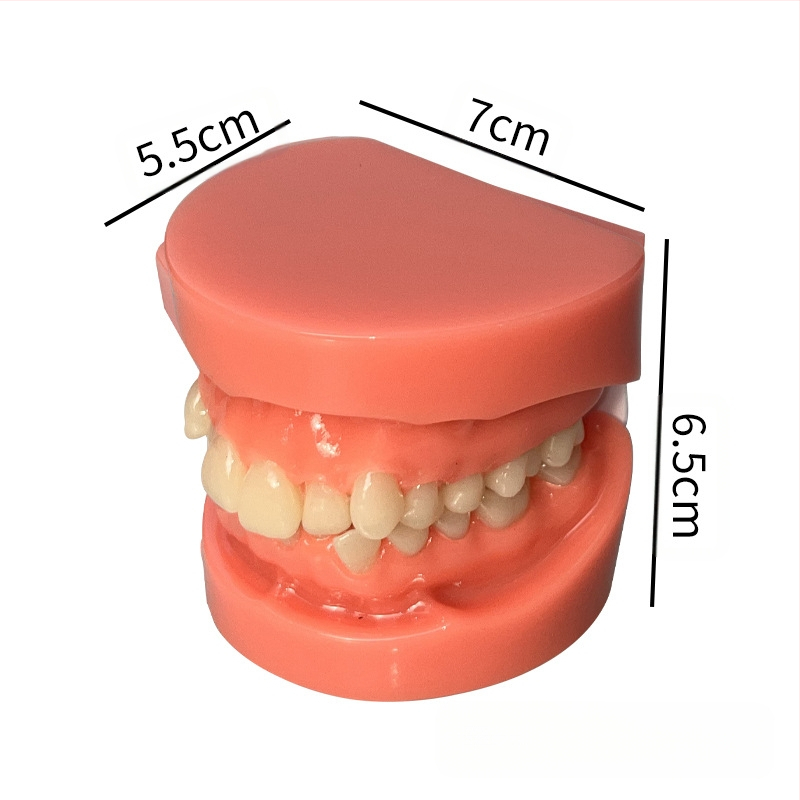 Zobu modelis maloklūzijas demonstrācijai un ortodontikas apmācībai (Zīmols: Leap to the courage; Pieaugušie; 100 gabali; Hebei)