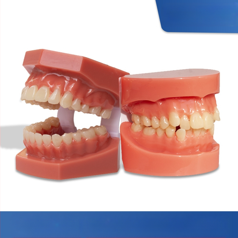 Zobu modelis maloklūzijas demonstrācijai un ortodontikas apmācībai (Zīmols: Leap to the courage; Pieaugušie; 100 gabali; Hebei)