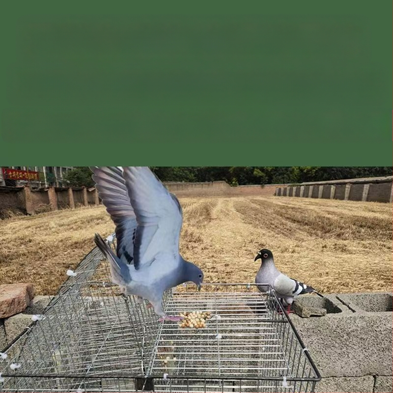 Balandžių narvas, cinkuotas, nerūdijantis, sulankstomas, nešiojamas