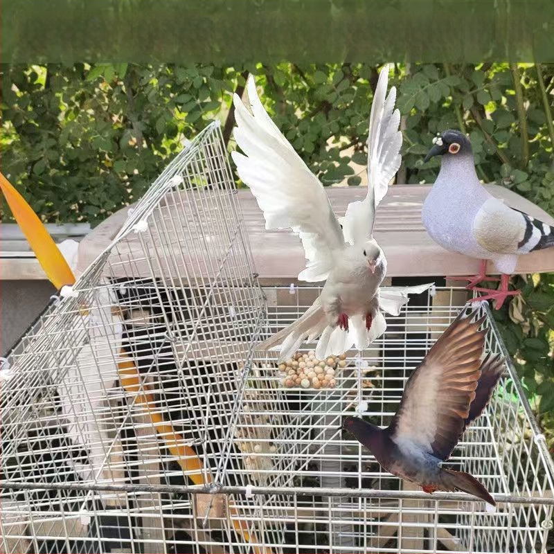 Balandžių narvas, cinkuotas, nerūdijantis, sulankstomas, nešiojamas