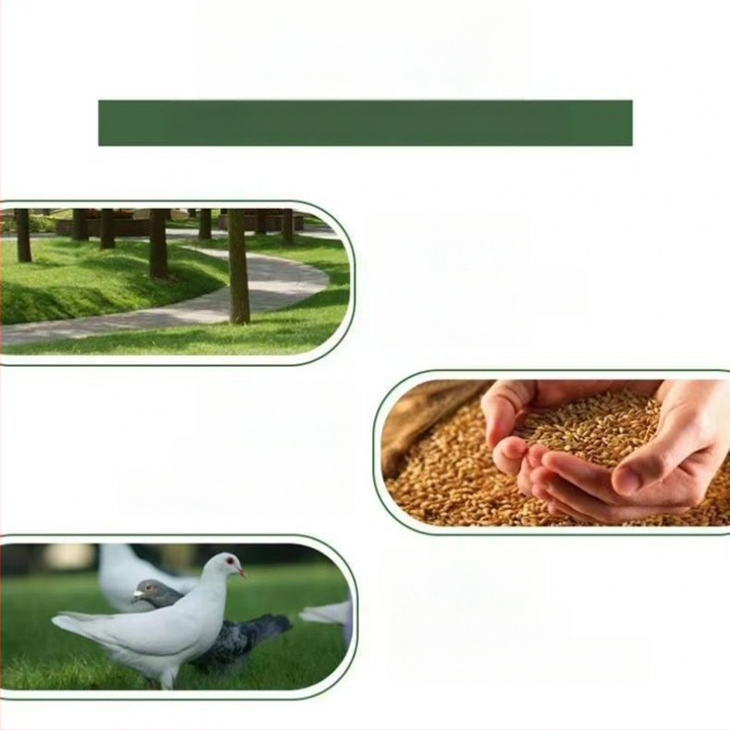 Balandžių narvas, cinkuotas, nerūdijantis, sulankstomas, nešiojamas