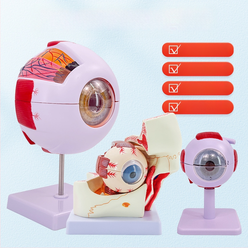 Анатомичен модел на човешкото око, разглобяем, PVC, Blue Butterfly