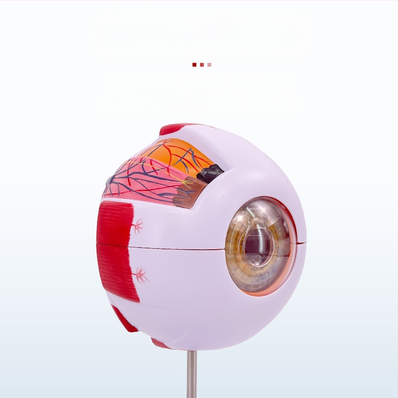 Анатомичен модел на човешкото око, разглобяем, PVC, Blue Butterfly