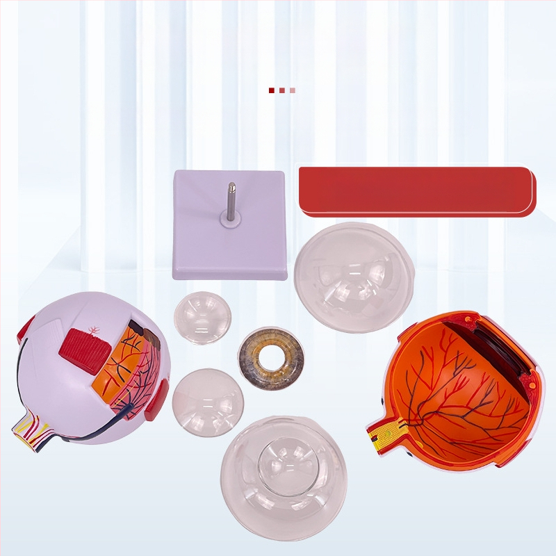 Анатомичен модел на човешкото око, разглобяем, PVC, Blue Butterfly