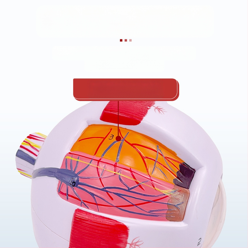 Анатомичен модел на човешкото око, разглобяем, PVC, Blue Butterfly