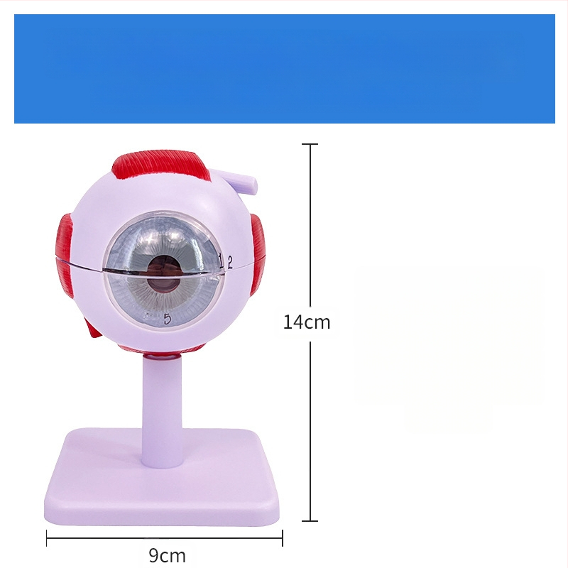 Анатомичен модел на човешкото око, разглобяем, PVC, Blue Butterfly