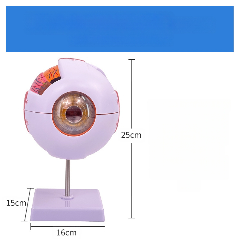 Анатомичен модел на човешкото око, разглобяем, PVC, Blue Butterfly
