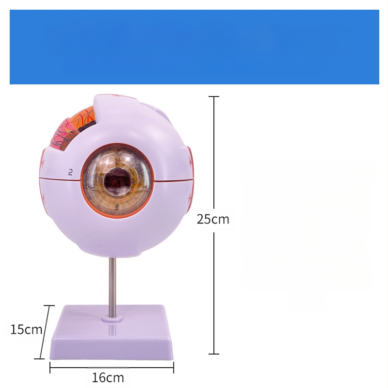 Анатомичен модел на човешкото око, разглобяем, PVC, Blue Butterfly