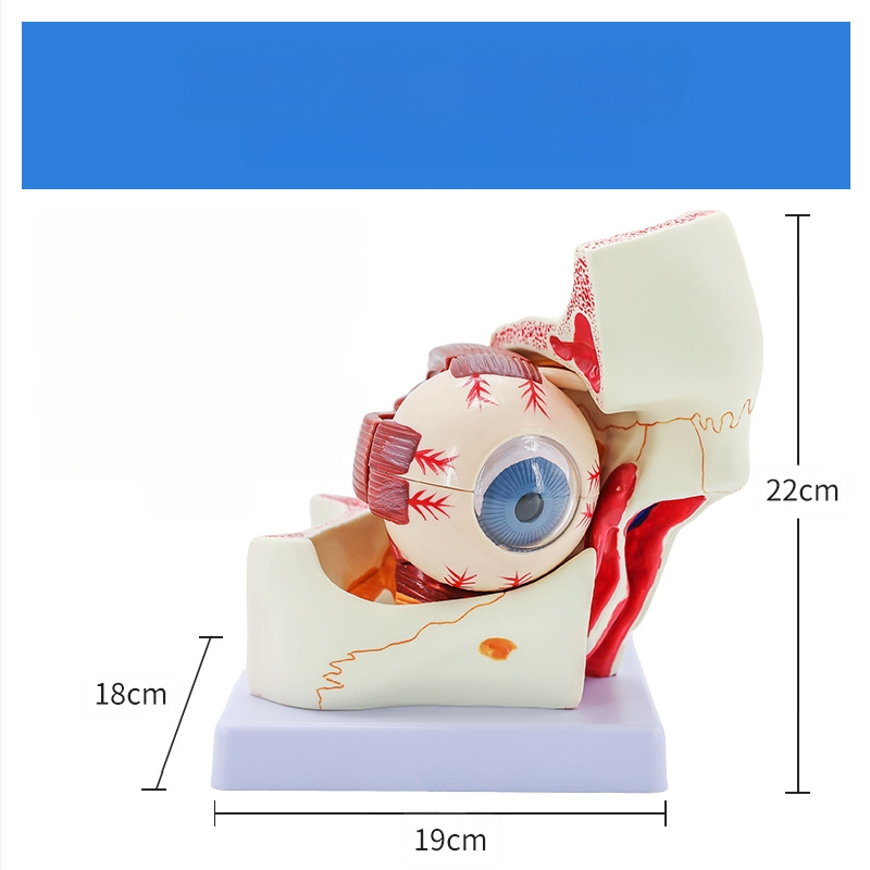 Анатомичен модел на човешкото око, разглобяем, PVC, Blue Butterfly