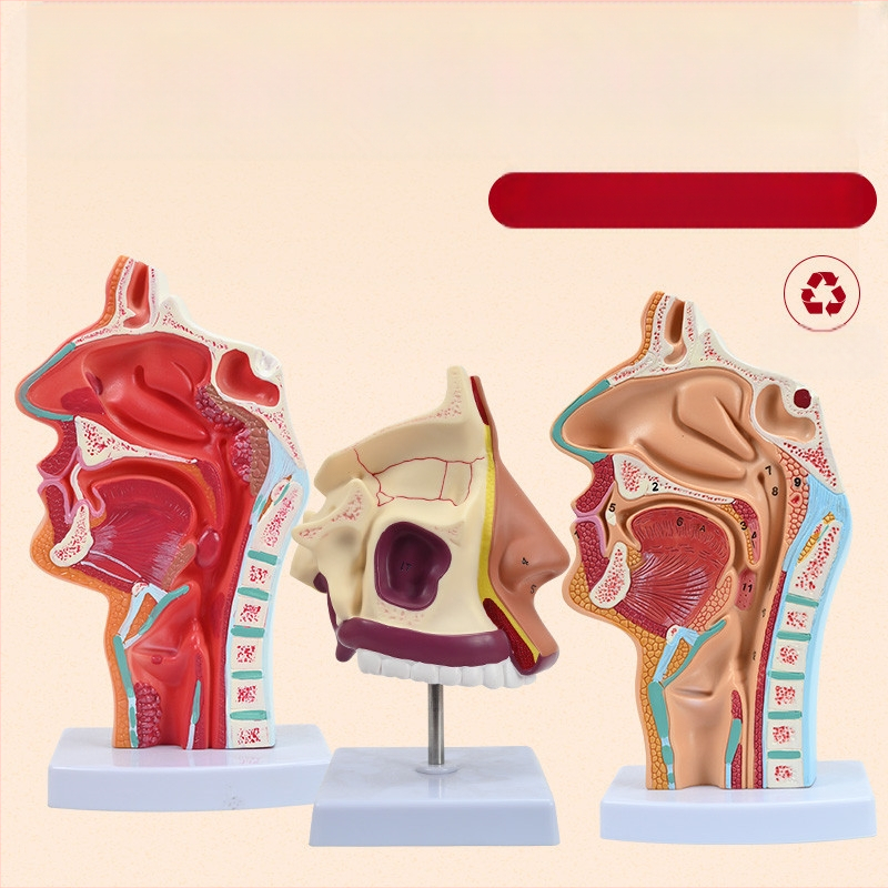 Μοντέλο ανατομίας της ρινικής κοιλότητας και του λάρυγγα με διαμήκη τομή – εκπαιδευτικό μοντέλο ΩΡΛ