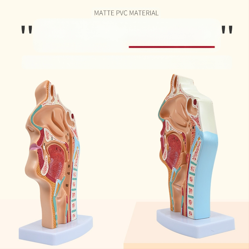 Μοντέλο ανατομίας της ρινικής κοιλότητας και του λάρυγγα με διαμήκη τομή – εκπαιδευτικό μοντέλο ΩΡΛ