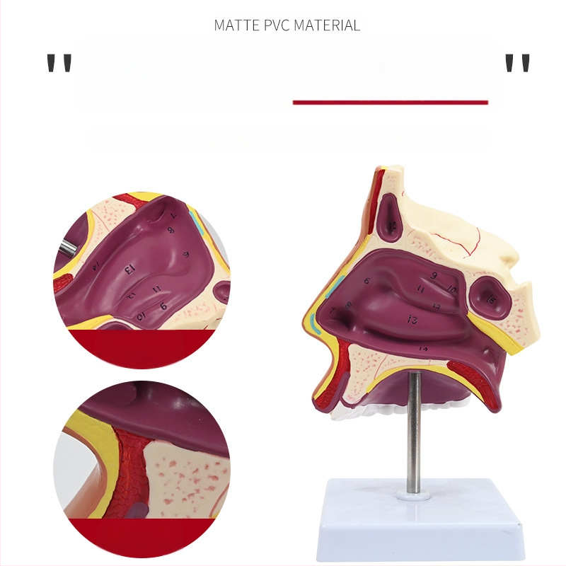 Μοντέλο ανατομίας της ρινικής κοιλότητας και του λάρυγγα με διαμήκη τομή – εκπαιδευτικό μοντέλο ΩΡΛ