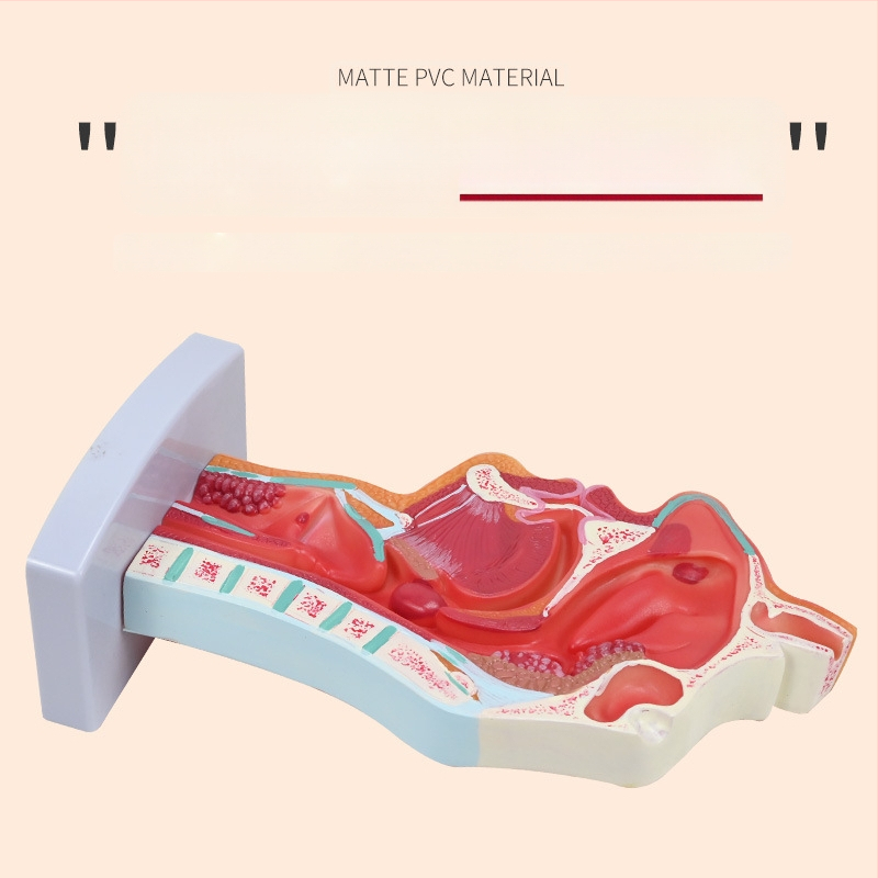 Μοντέλο ανατομίας της ρινικής κοιλότητας και του λάρυγγα με διαμήκη τομή – εκπαιδευτικό μοντέλο ΩΡΛ